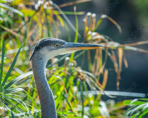 A Great Blue Heron (Ardea herodias) stands on the banks of Peanut Lake in Ernest E. Debs Regional Park, Los Angeles, CA.
