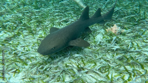 Haie und Rochen Belize