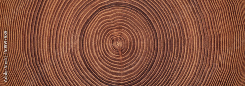 wood texture of a cross cut. stump surface background