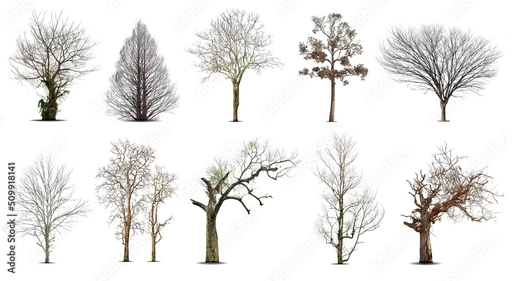 Collection of dead tree,dry tree, isolated on white background. Collection of dead tree,dry tree, isolated on white background.
