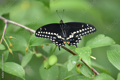 Картината върху платно Eastern black swallowtail butterfly
