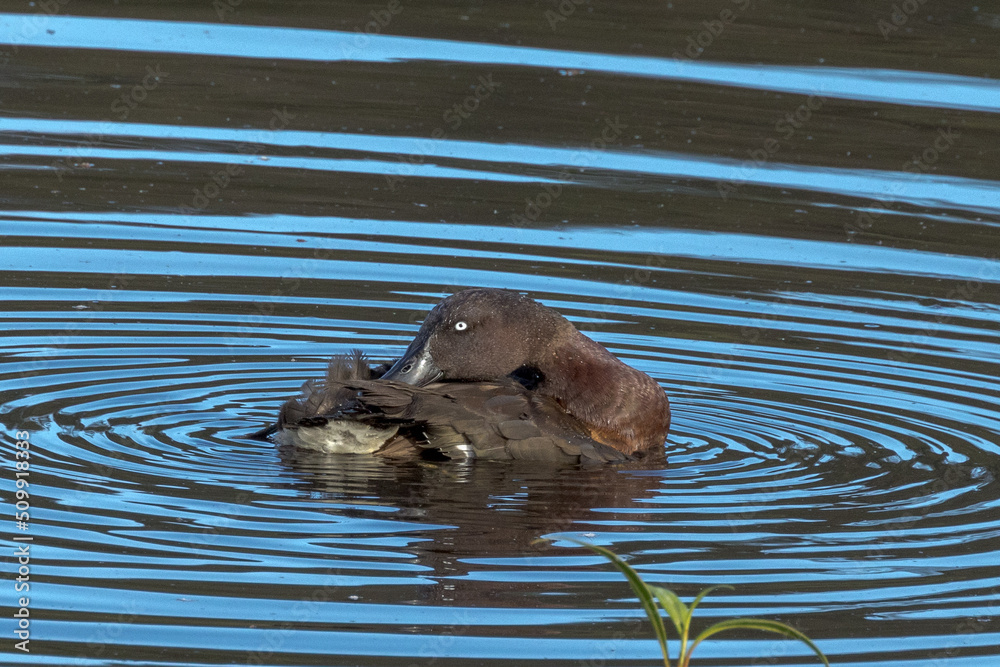 Fototapeta premium Hardhead Scaup Duck in Queensland Australia