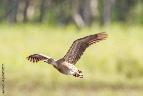 Plumed Whistling Duck in Queensland Australia © Imogen
