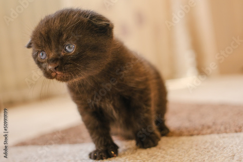 Black lopeared kitten with blue eyes in a bright room. domestic kitten.Pet. British shorthair black kitten.  photo