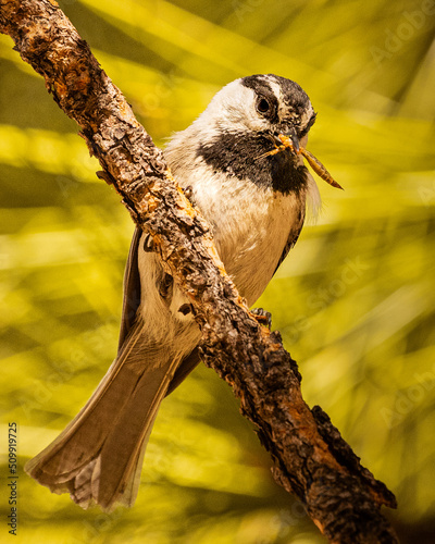 Mountain Chickadee (Poecile gambeli)with a large insect preparing to feed its young. photo