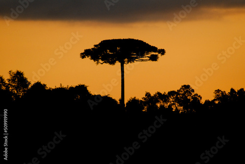 Silhouette of araucaria tree, South Brazil. photo