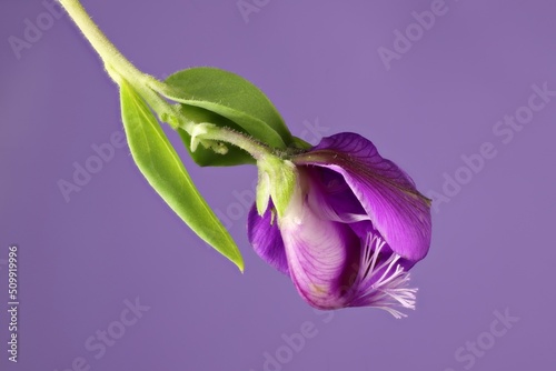 Isolated Polygala Dazzler stem with flower and foliage on purple background