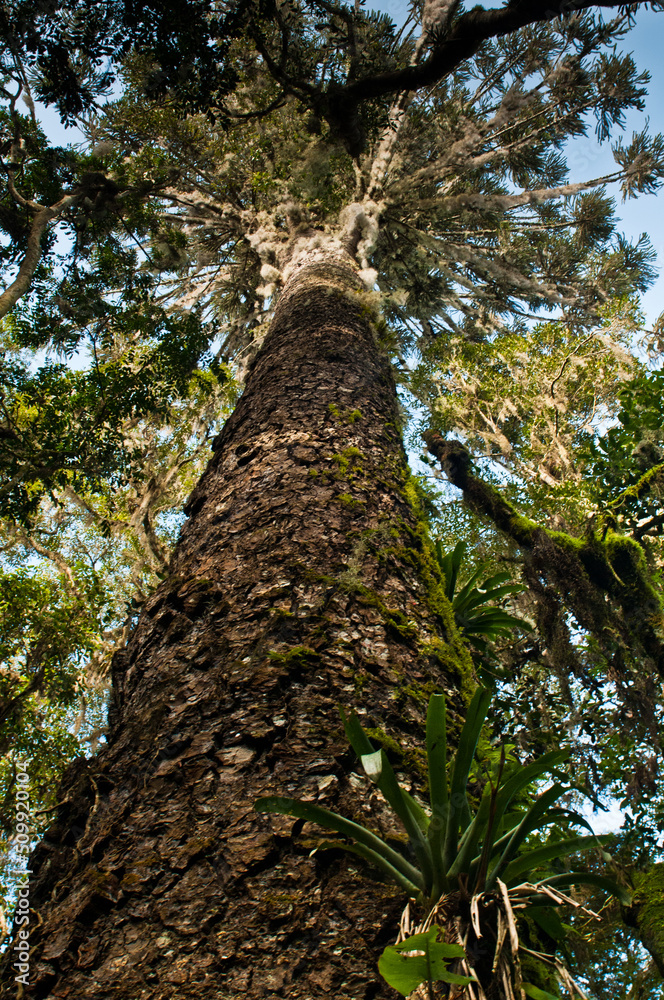 Fototapeta premium Araucaria tree in the forest