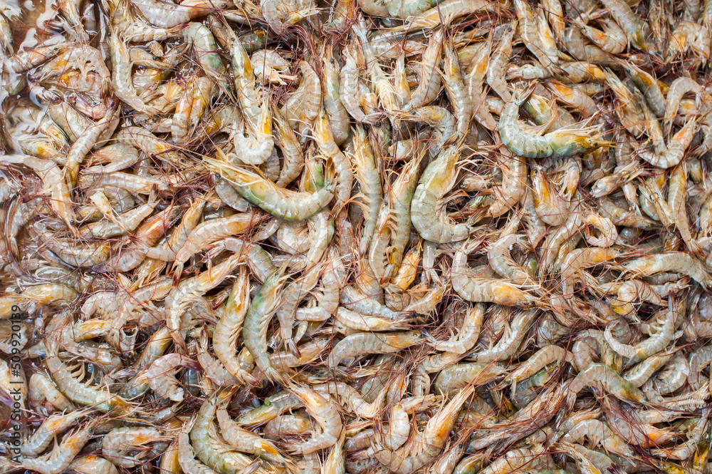 Close up of a lot of shrimp