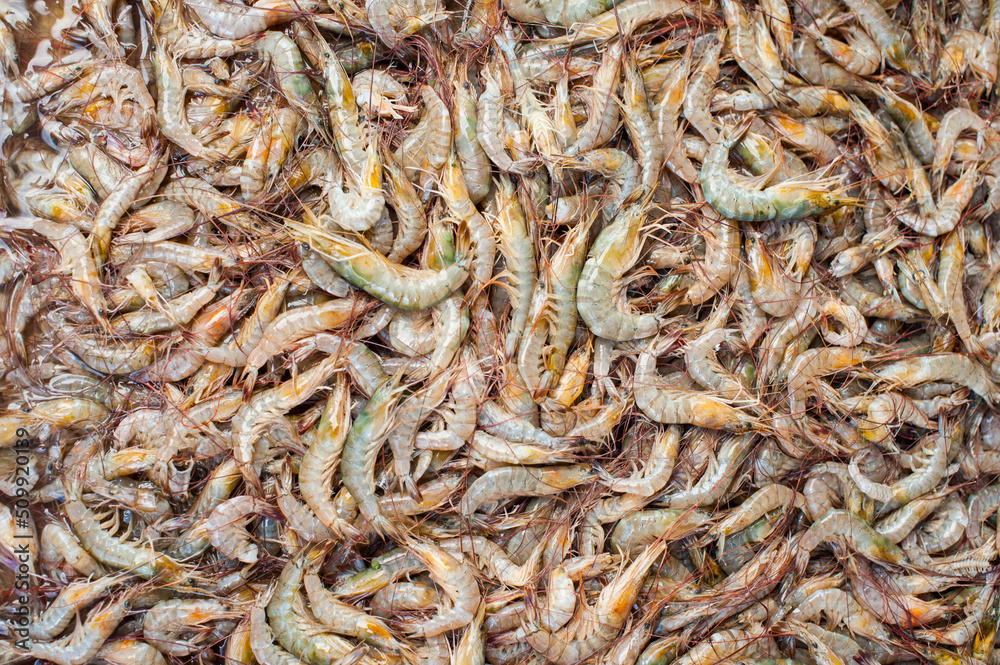 Close up of a lot of shrimp Close up of a lot of shrimp