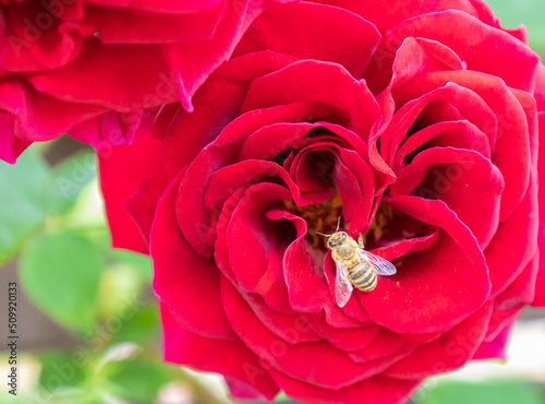赤い薔薇 ギネとミツバチ
