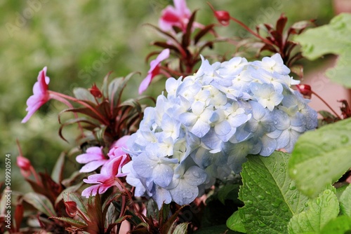 Lindo ramillete de flores lila con centro blanco, entre pensamientos y follaje verde, en el jardín photo