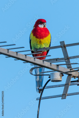 Eastern Rosella on a roof television antenna