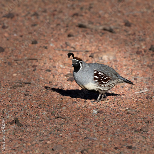 Photograph of Gambles Quail on Arizona.