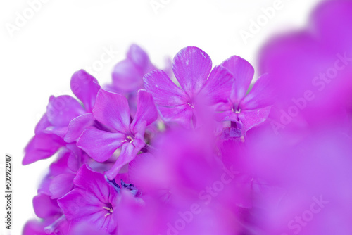 aerial macro photo of a pink flower Phlox paniculata, on a white background, selective focus. desktop wallpapers, postcards