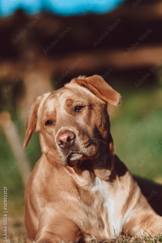 Brown Labrador Dog Portrait