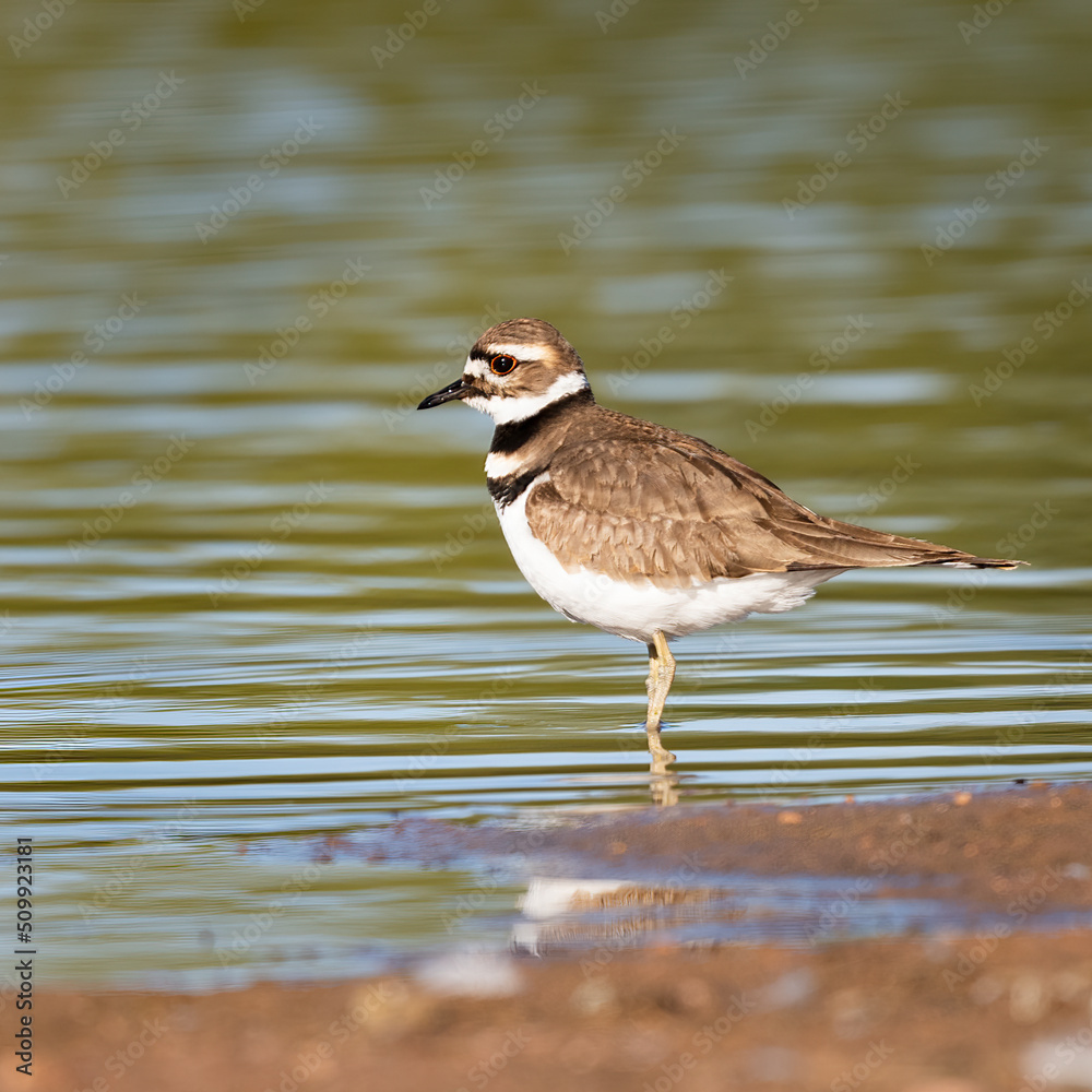 Photograph of a Killdeer shorebird Photograph of a Killdeer shorebird