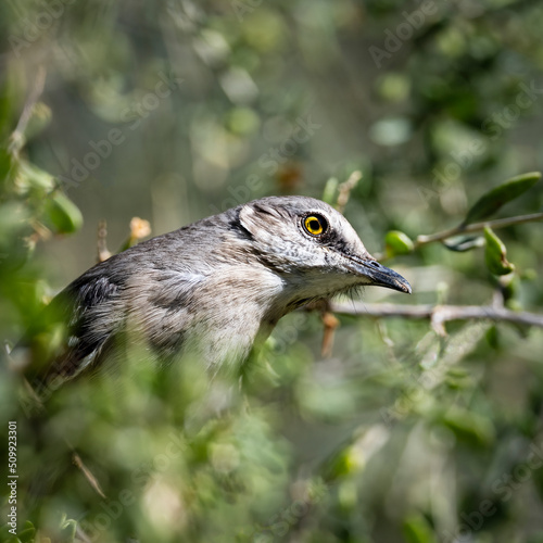 Photograph of a Mockingbird