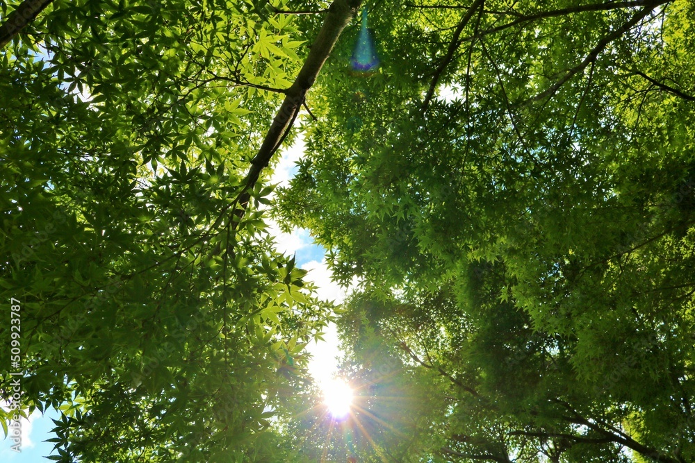Obraz premium 爽やかな初夏 アオモミジ 癒しの風景 古河