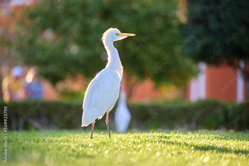 Obraz premium White cattle egret wild bird, also known as Bubulcus ibis walking on green lawn in summer