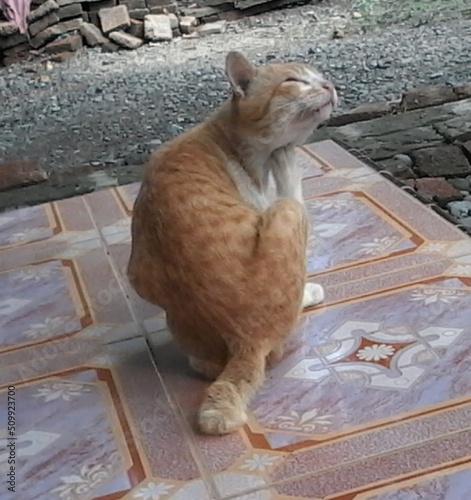 Photography cat on the roof