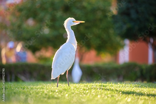 White cattle egret wild bird, also known as Bubulcus ibis walking on green lawn in summer