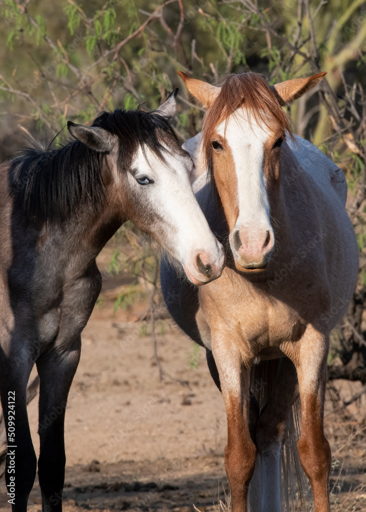 Photograph of Salt River Wild Horses