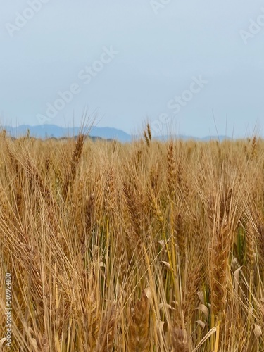 golden wheat field
近江の麦秋