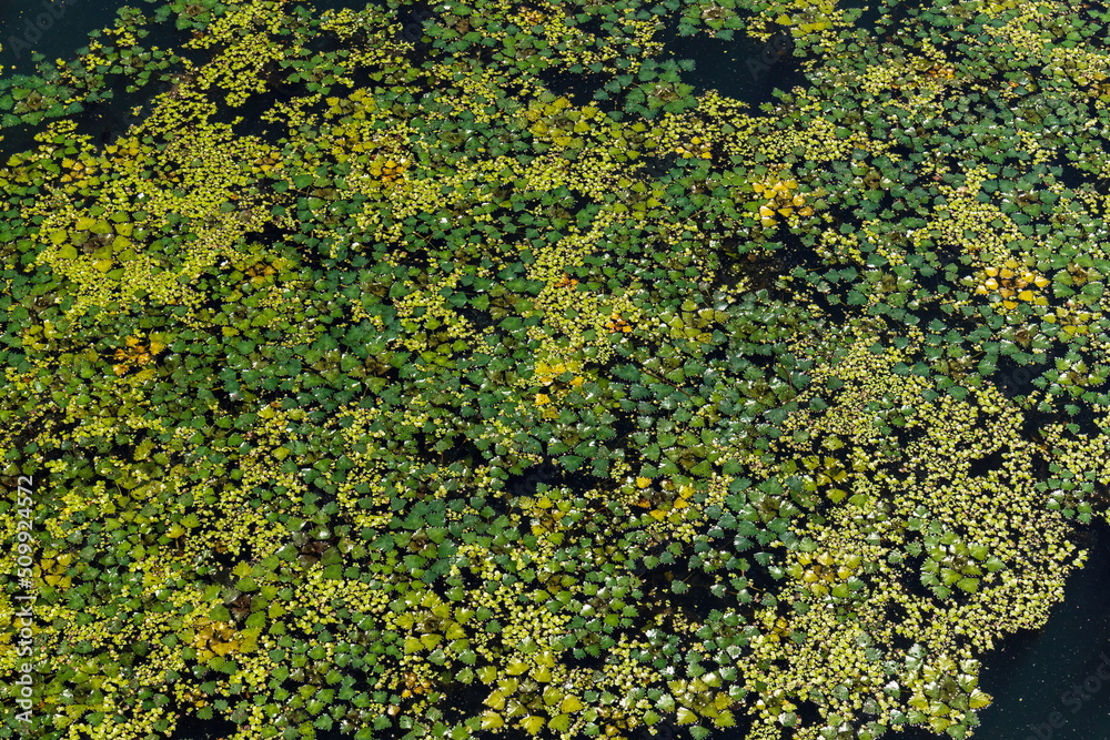 Many green small duckweed , small green leaves floating on the surface of pond Many green small duckweed , small green leaves floating on the surface of pond