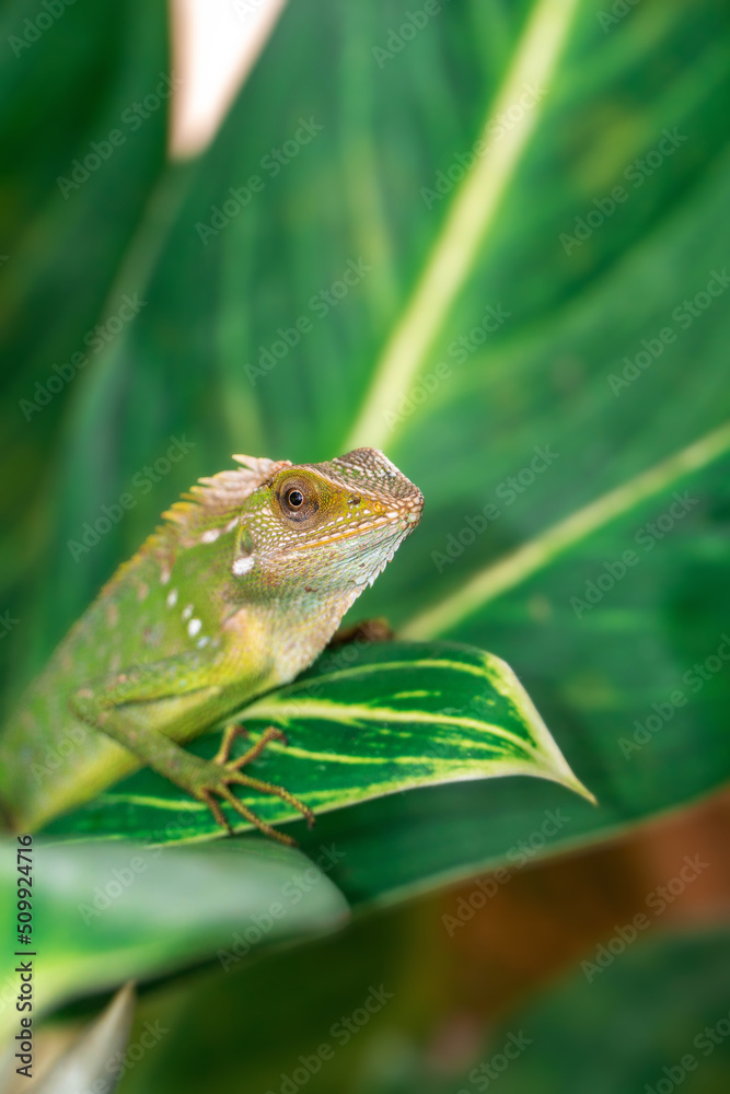 Chameleon animal up close. Asian chameleon in a close-up photo Chameleon animal up close. Asian chameleon in a close-up photo