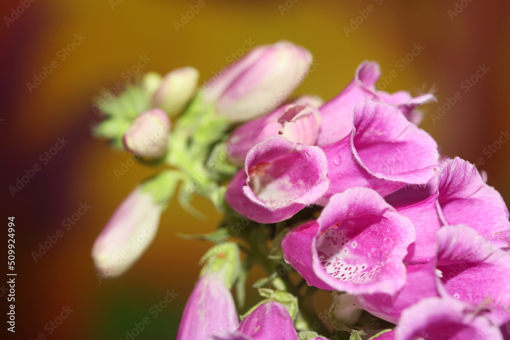 Wild purple flower blossom close up modern botanical background purpurea digitalis family plantaginaceae high quality big size print Wild purple flower blossom close up modern botanical background purpurea digitalis family plantaginaceae high quality big size print
