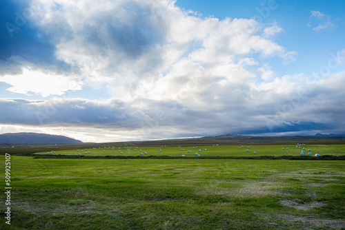 Summertime view of Hay bales in white plastic film stacked on a huge field in farm at Iceland.