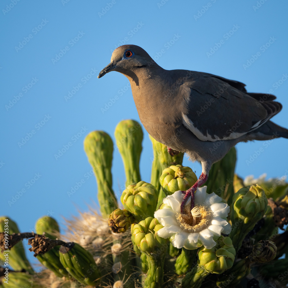 Obraz premium Photograph of a White Winged Dove eating from the flowers of a saguaro cactus in Arizona.