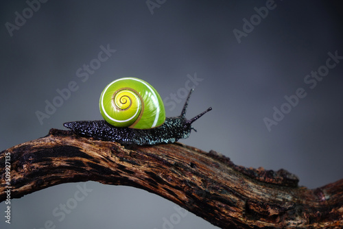 Cuban snail (Polymita picta) world most beautiful land snails from Cuba , its known as "Painted Snails", rare, endangered and protected. Colorful snails, selective focus, copy space