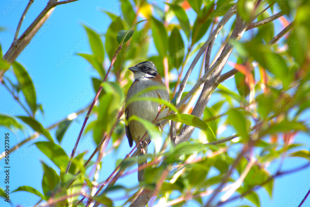 Obraz premium aves de Colombia