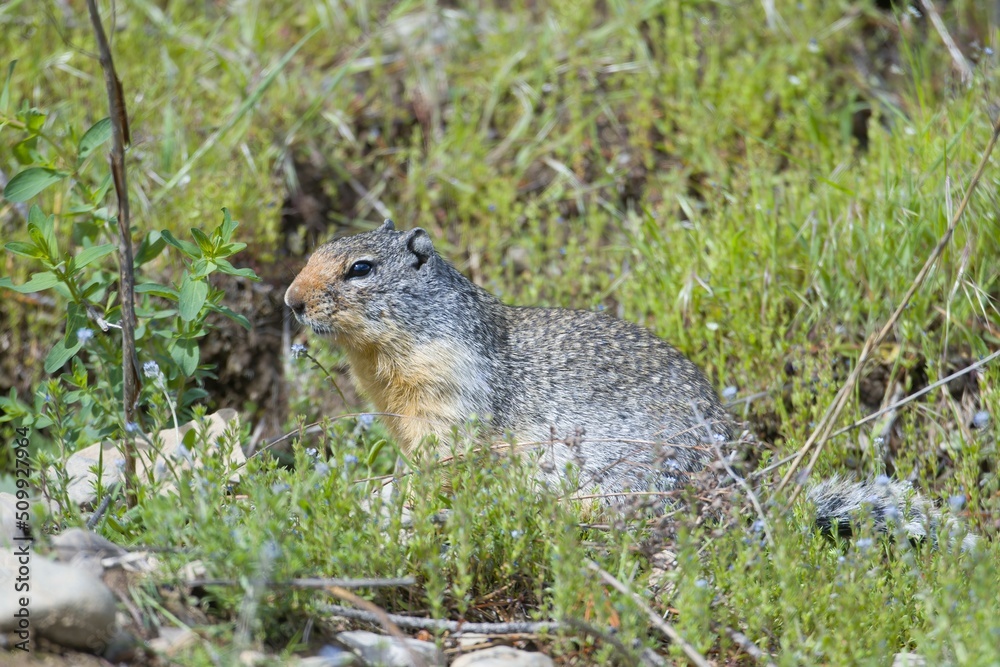 Obraz premium Alert ground squirrel in the grass.