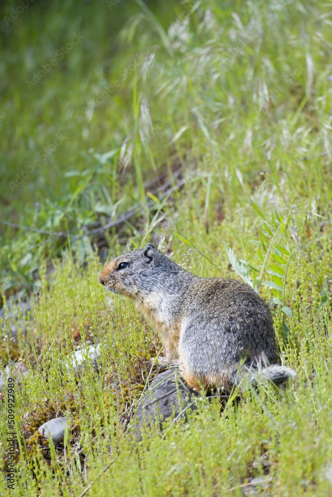 Naklejka premium Ground squirrel sits on a rock.