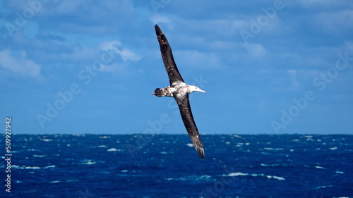 Cuadro en lienzo Wandering albatross (Diomedea exulans) in flight, in the Atlantic Ocean, near th
