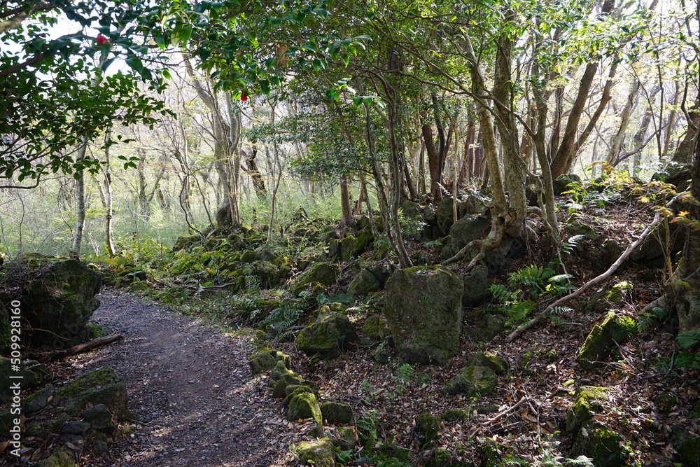 pathway through mossy rocks and trees pathway through mossy rocks and trees