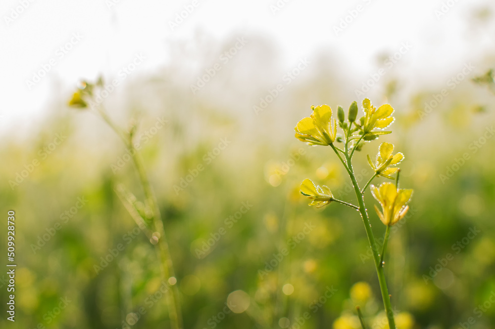 Fototapeta premium Winter morning - dew drops on mustard plants and sun rising in the background.
