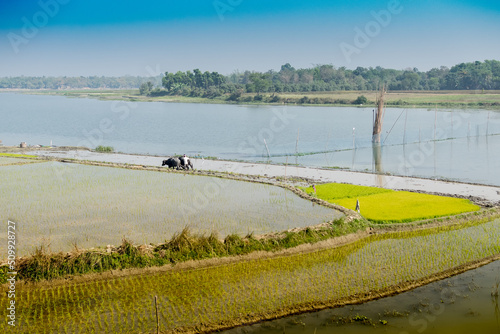 Beautiful rural landscape of Paddy field with river and blue sky in the background. A man ploughing agricultural field with cows, Kolkata, West Bengal, India