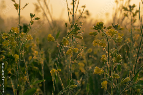Winter morning - dew drops on mustard plants and sun rising in the background.