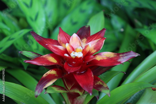 Cambodia. Guzmania lingulata, the droophead tufted airplant or scarlet star, is a species of flowering plant in the family Bromeliaceae, subfamily Tillandsioideae. photo