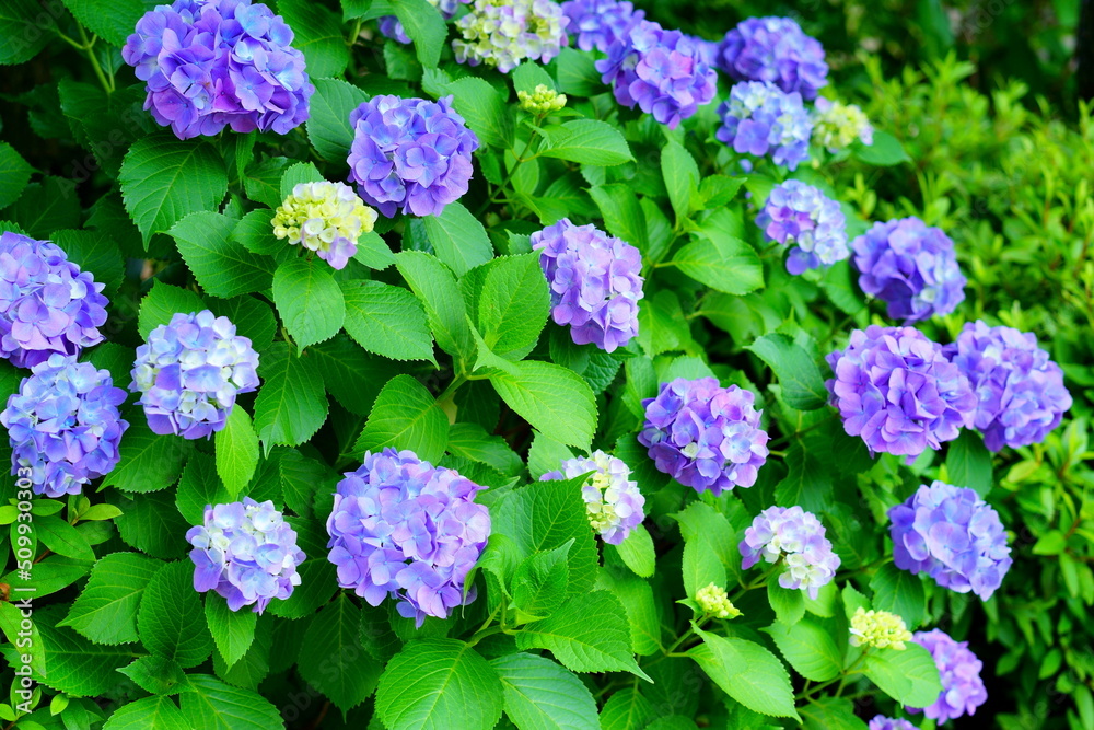 紫陽花　hydrangea