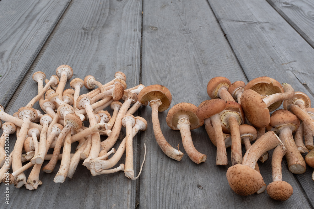 Two groups of fresh harvest mushroom on wood table background. Concept and idea of food cook rustic still. Raw mushrooms for publication, poster, screensaver, wallpaper, postcard, banner, cover, post Two groups of fresh harvest mushroom on wood table background. Concept and idea of food cook rustic still. Raw mushrooms for publication, poster, screensaver, wallpaper, postcard, banner, cover, post