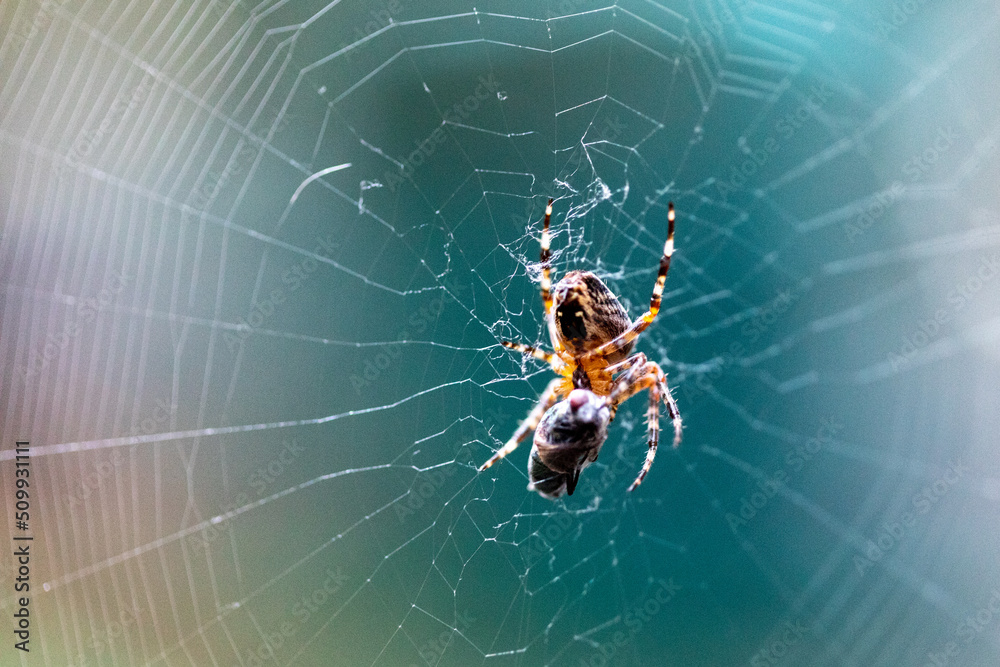 Close up of Spider catching fly in web Close up of Spider catching fly in web