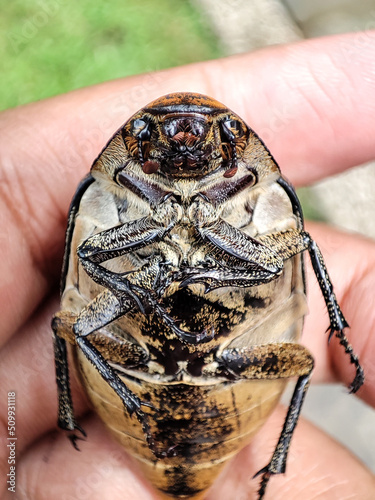 Tonggeret/Keriang is a term for all types of insects belonging to the suborder Cicadomorpha, order Homoptera. This insect animal often makes a loud sound from the trees and lasts a long time. photo