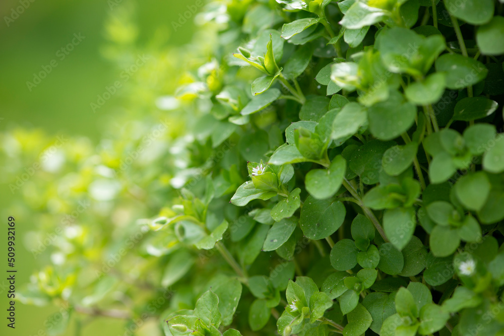 Common chickweed, Stellaria media, close-up, selective focus. Common chickweed, Stellaria media, close-up, selective focus.