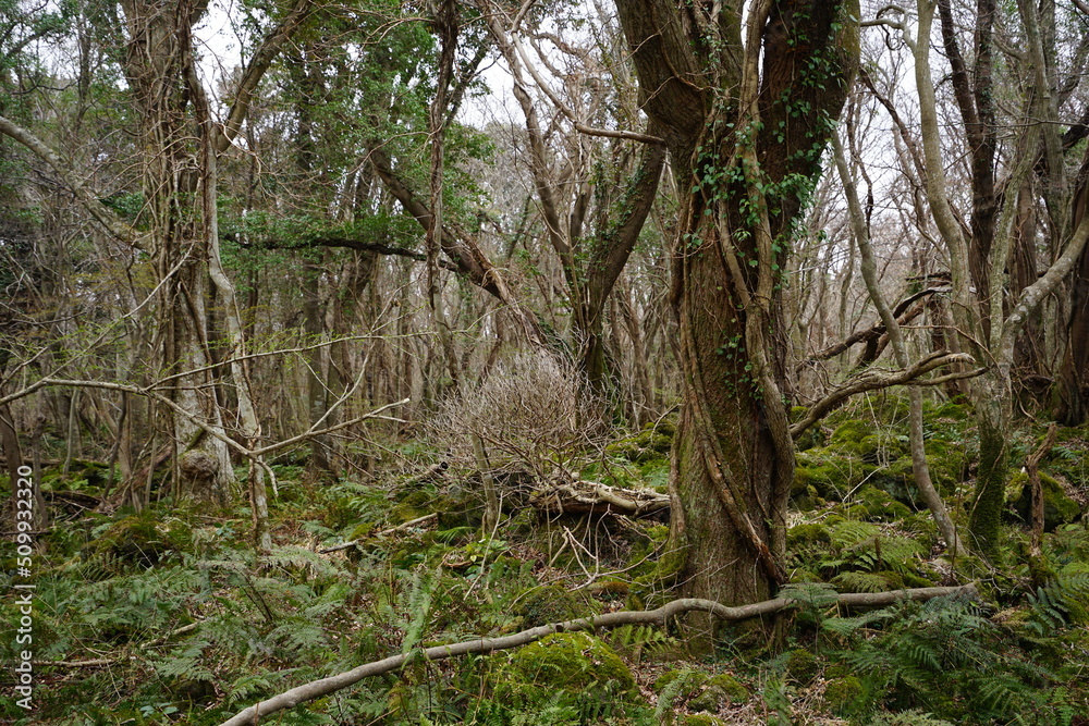 vines and old trees in deep forest vines and old trees in deep forest
