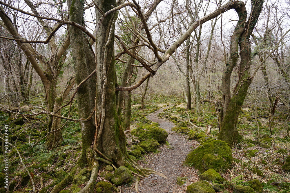 Fototapeta premium mossy rocks and bare trees in wild forest